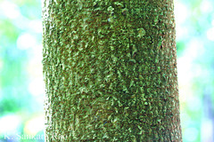 Millingtonia hortensis